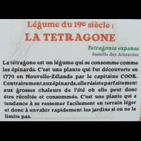 Tetragone - Tetragonia expansa (fam. Aizoacees)(02)